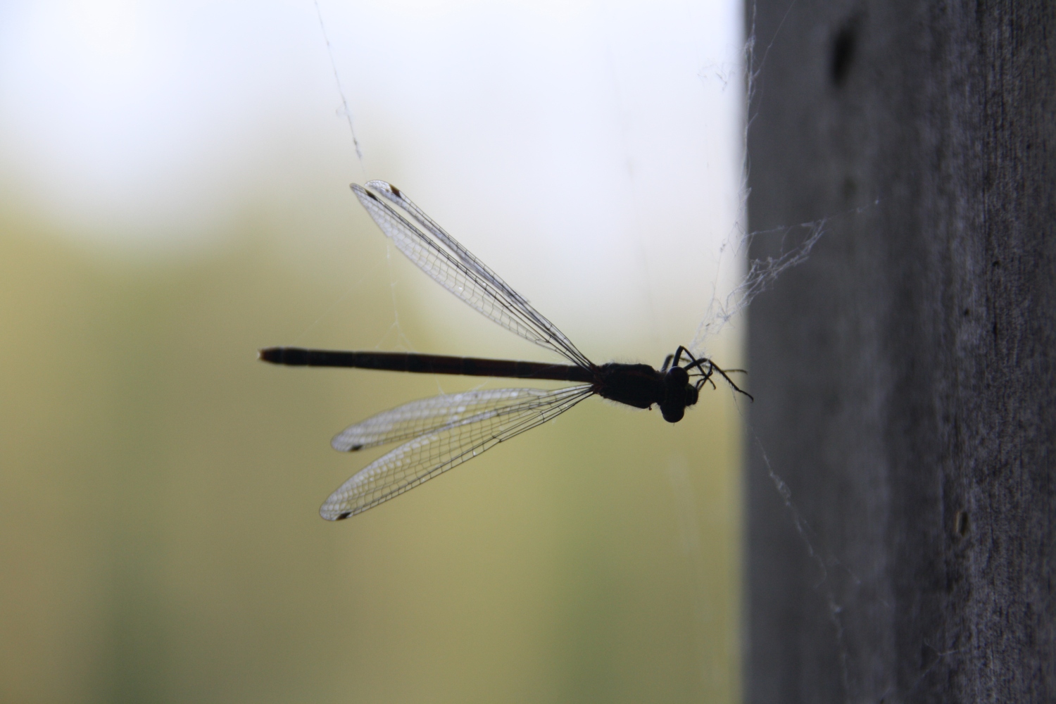 Libelle is niet meer