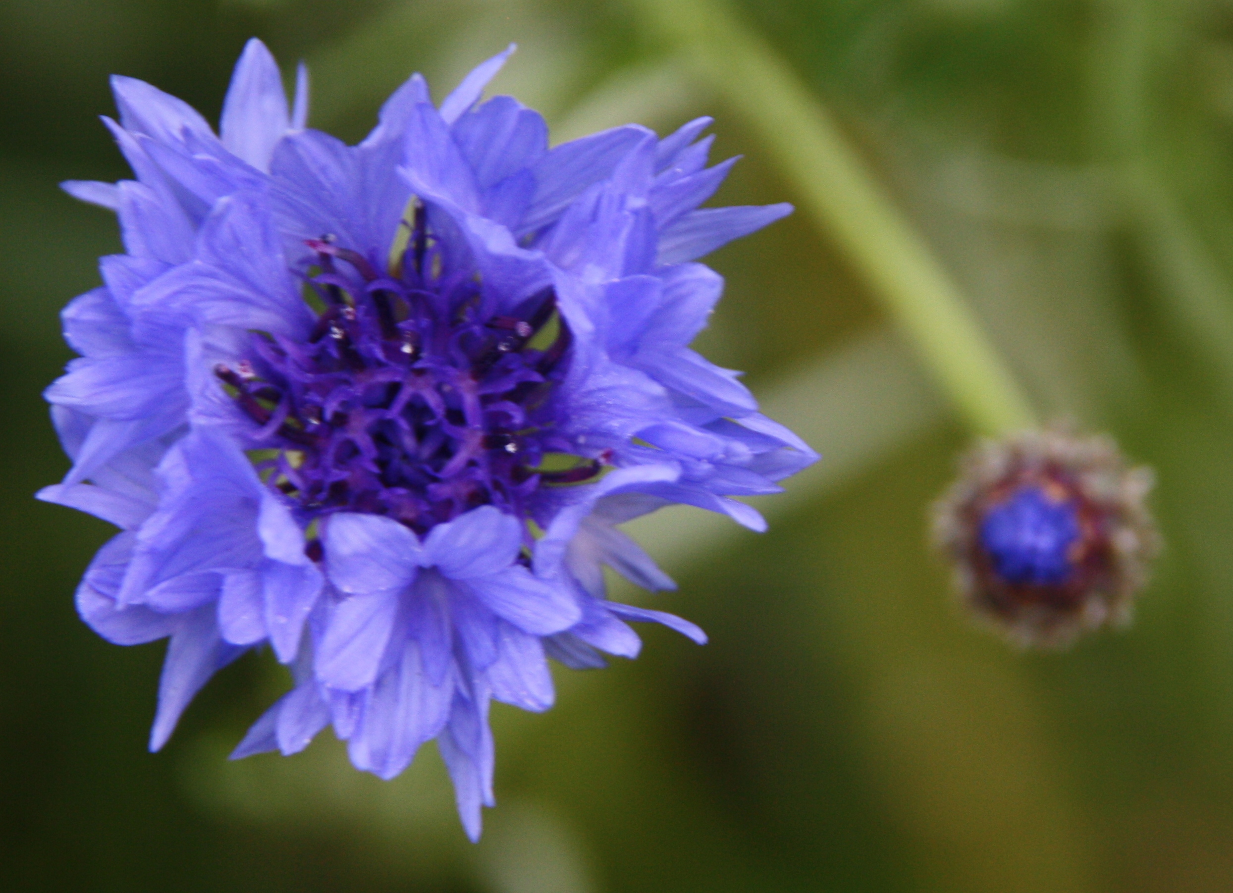 Korenbloem
