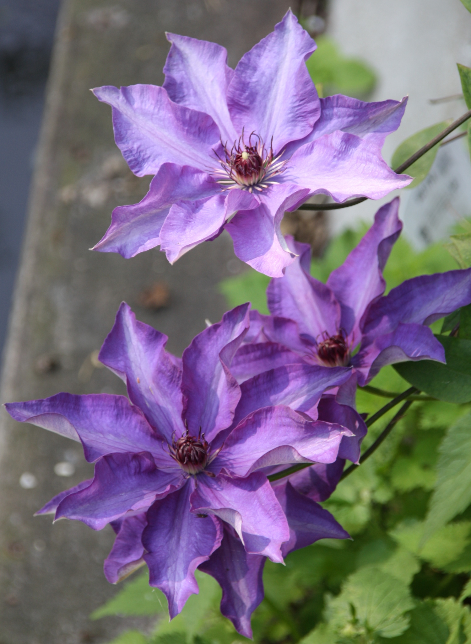Clematis