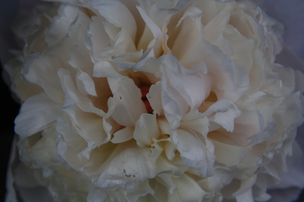 Witte bloem