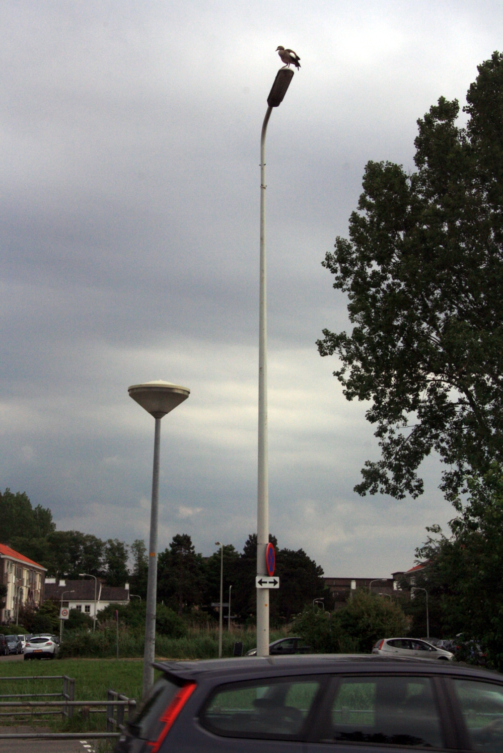 Nijlgans heeft 't hoog in z'n bol