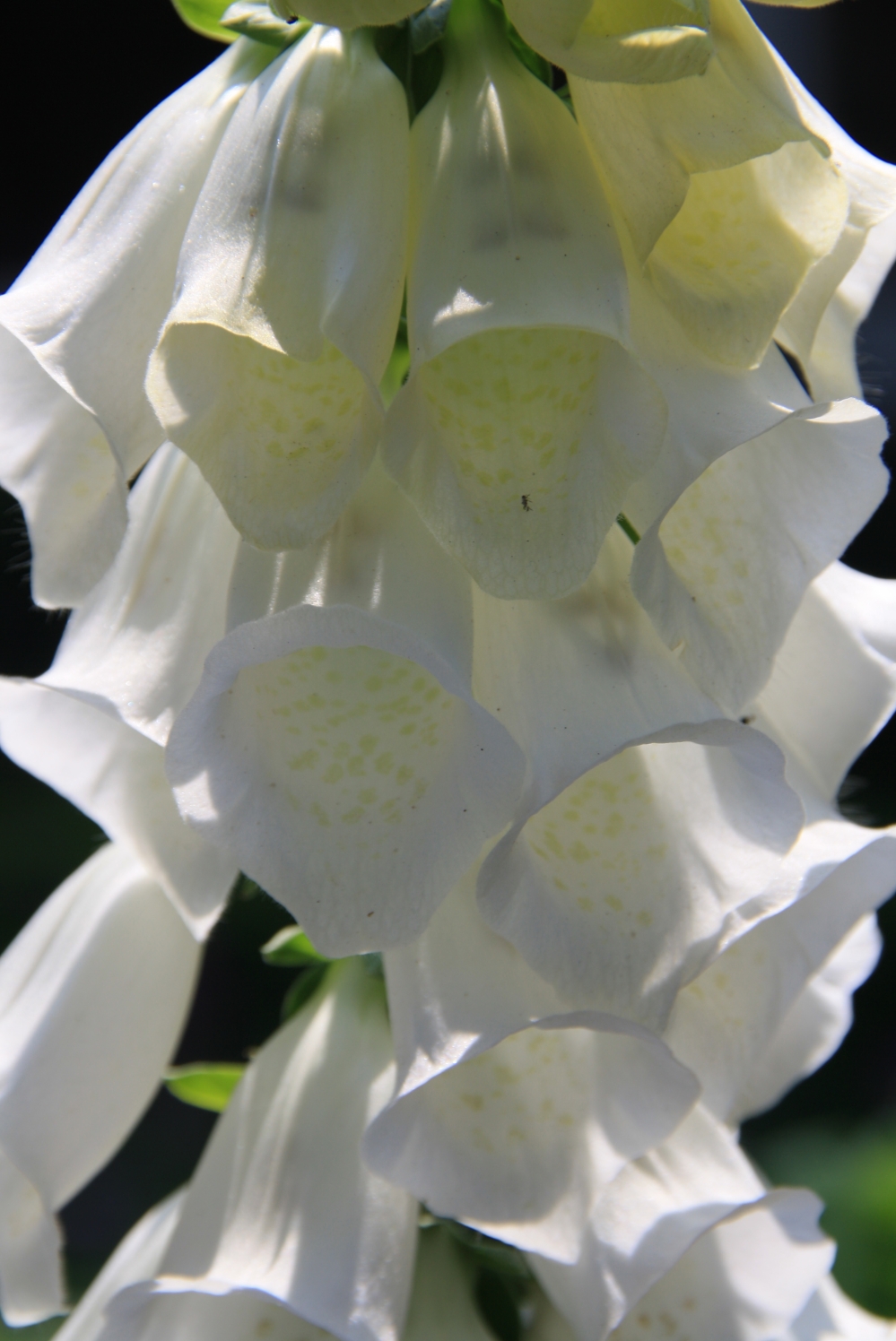 Wit vingerhoedskruid