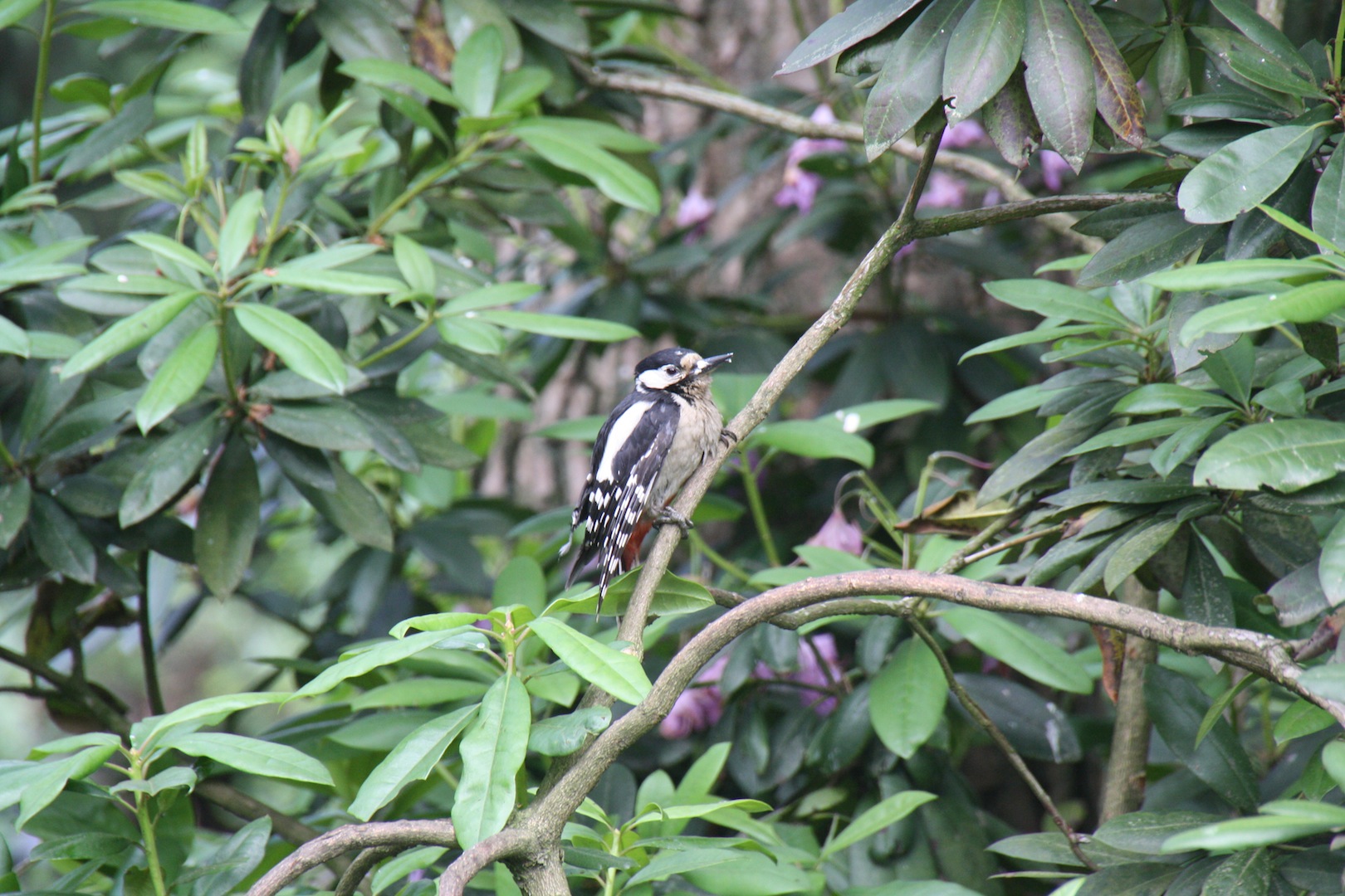 Jonge grote bonte specht 