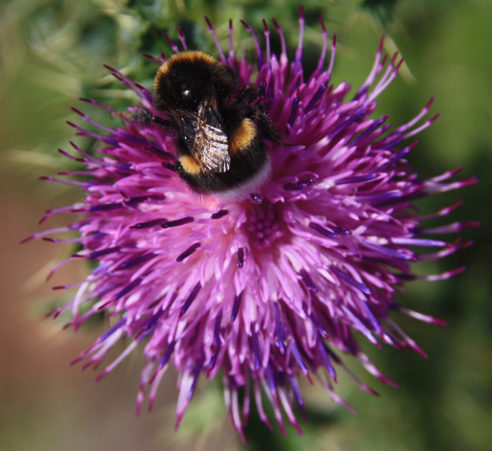 Hommel op distel