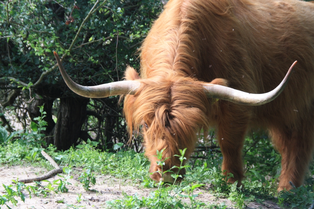 Schotse Hooglander in Duinen