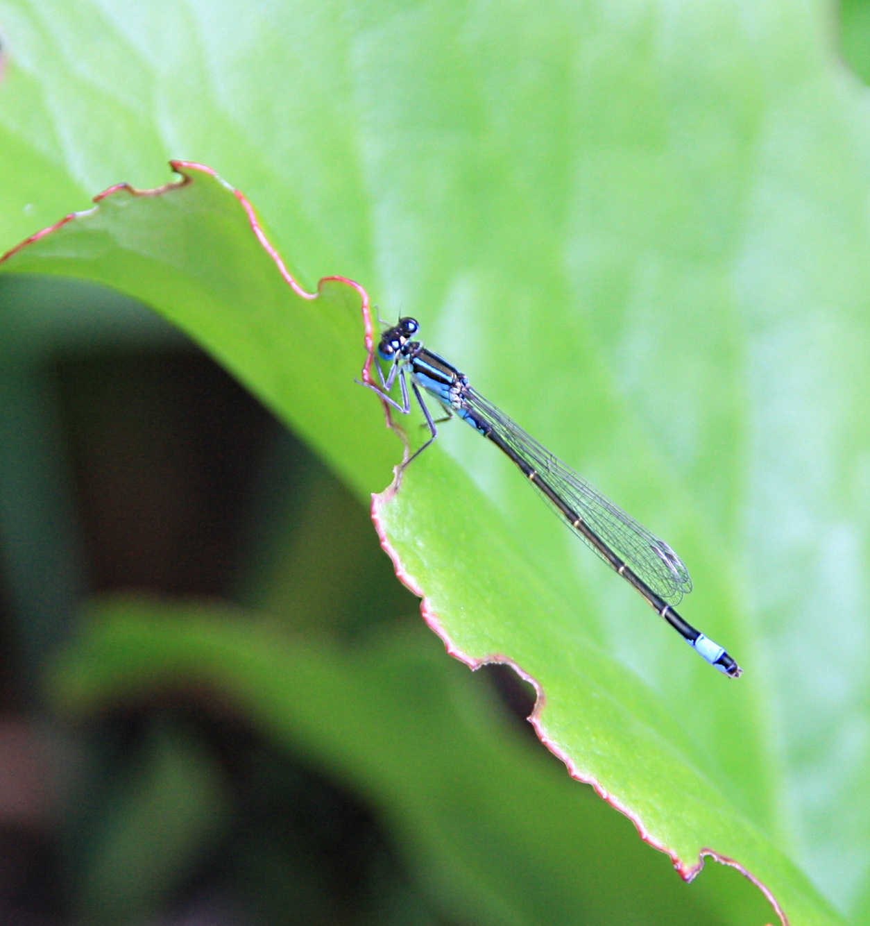 azuurblauwe waterjuffer