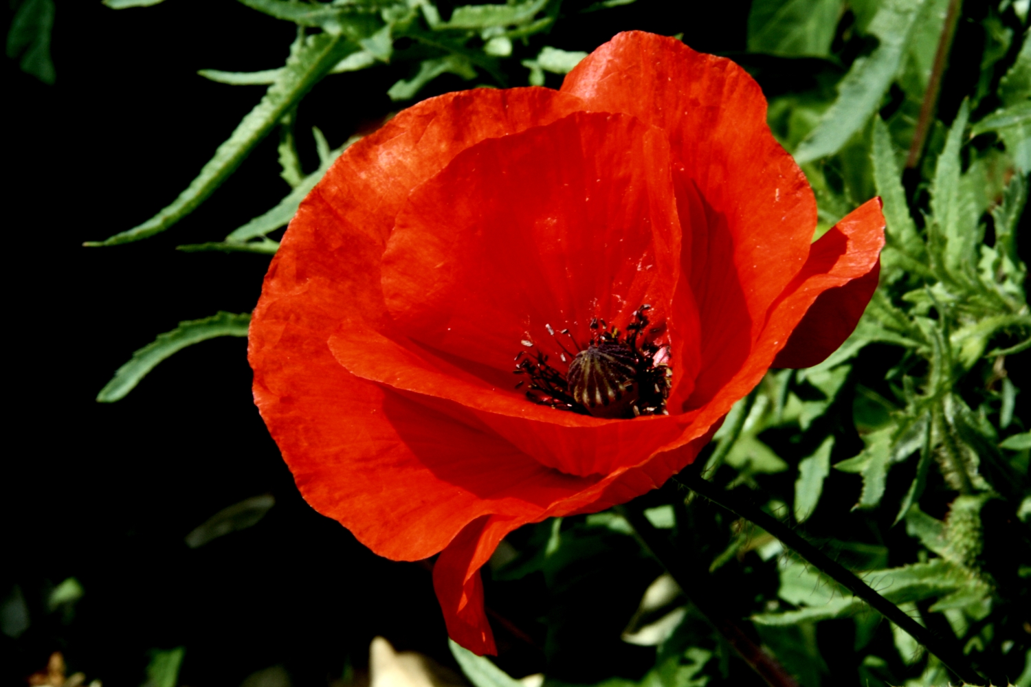 Klaproos