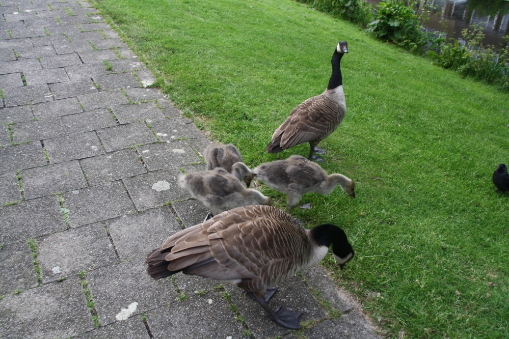 Familie Canadese gans