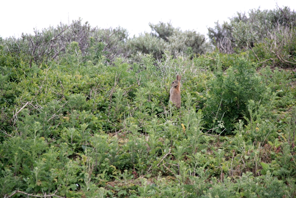 Knijn in duinen