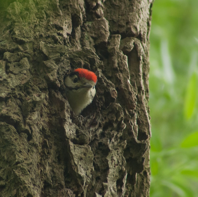 jonge grote bonte specht