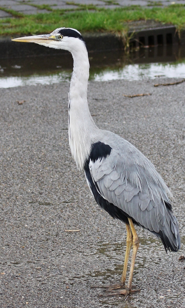 Reiger op de weg...