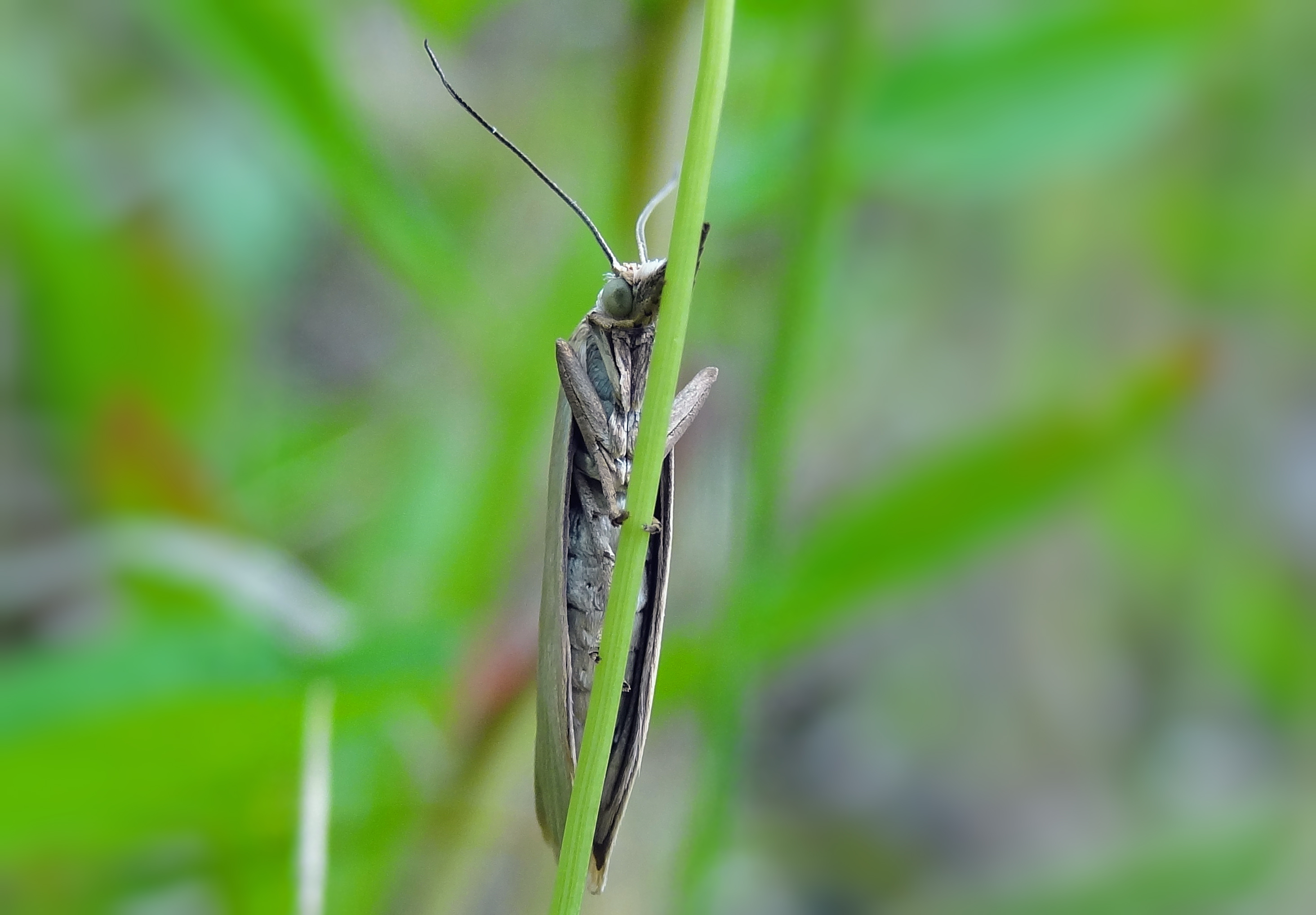 Gewone grasmot