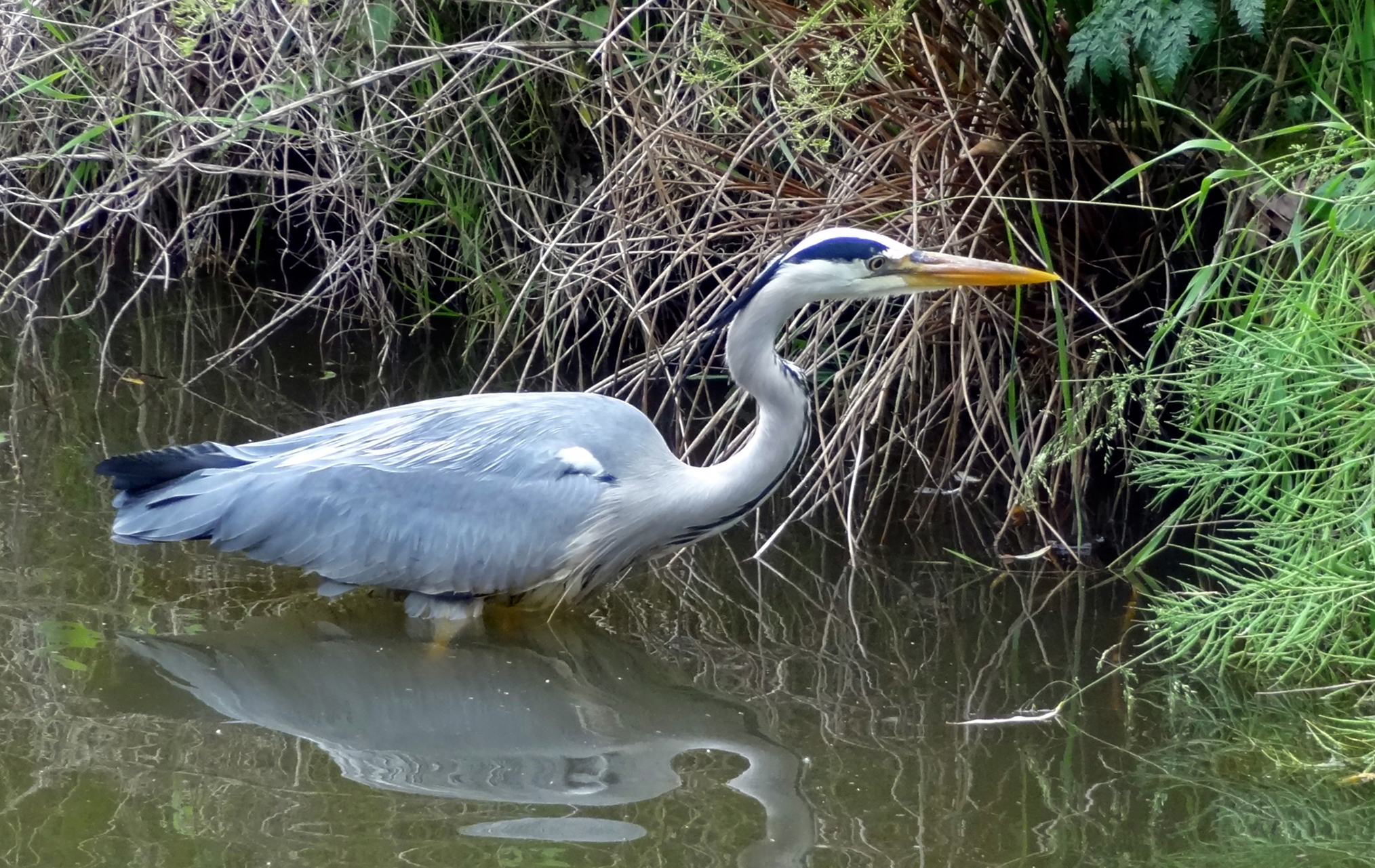 Reiger sluipt door het water