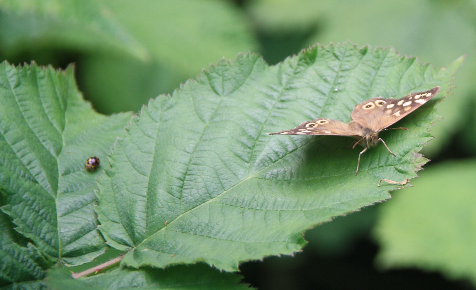 Bontzandoogje in de duinen