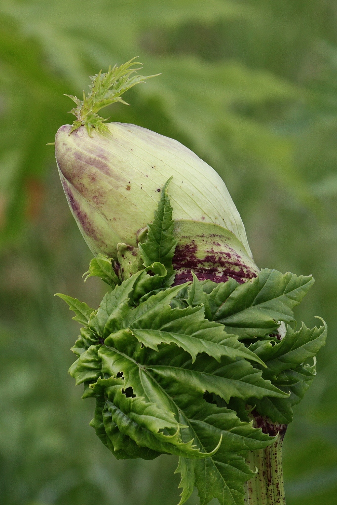 Berenklauw / wal-kwal