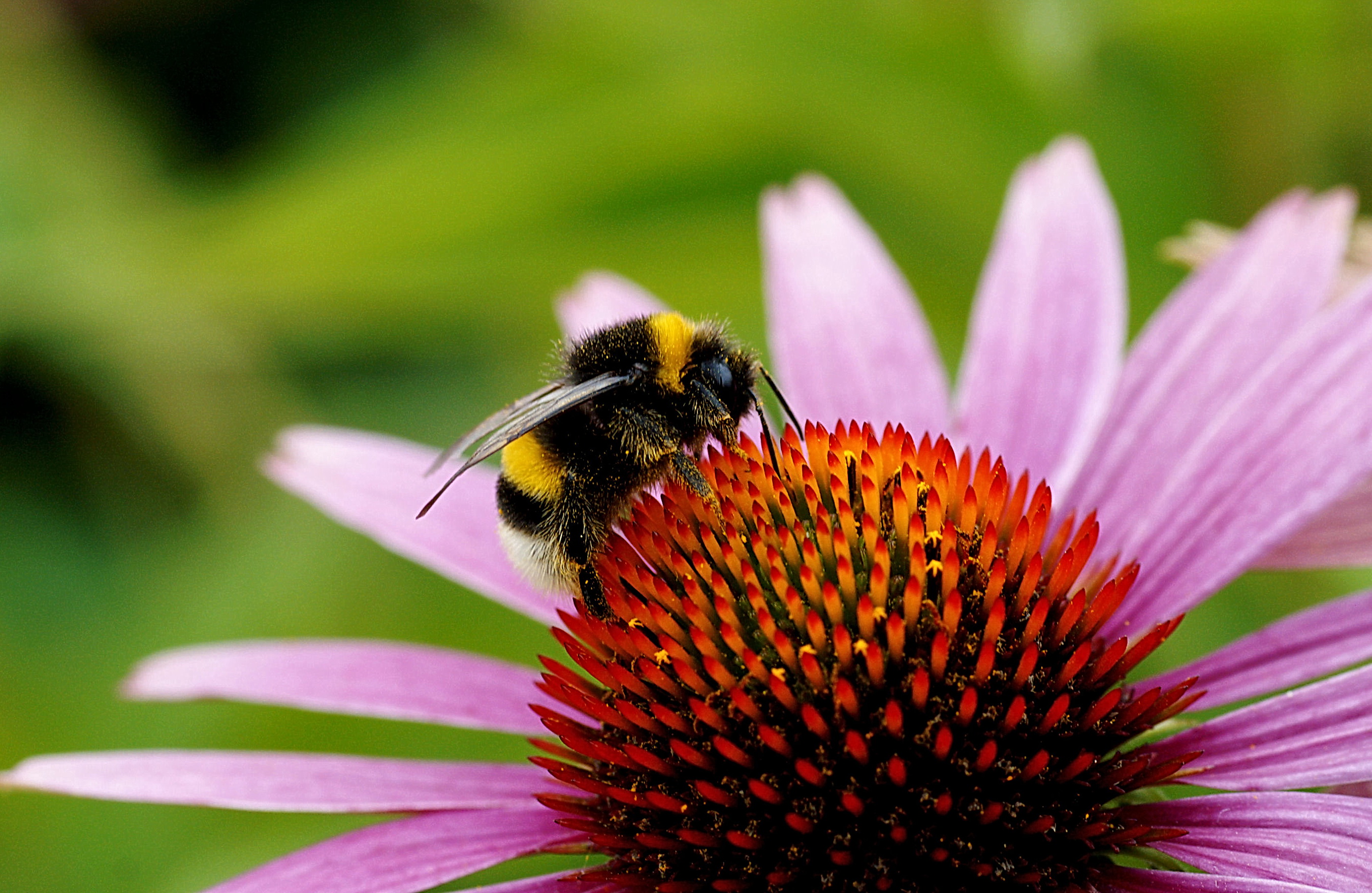 Aardhommel op Zonnehoed.
