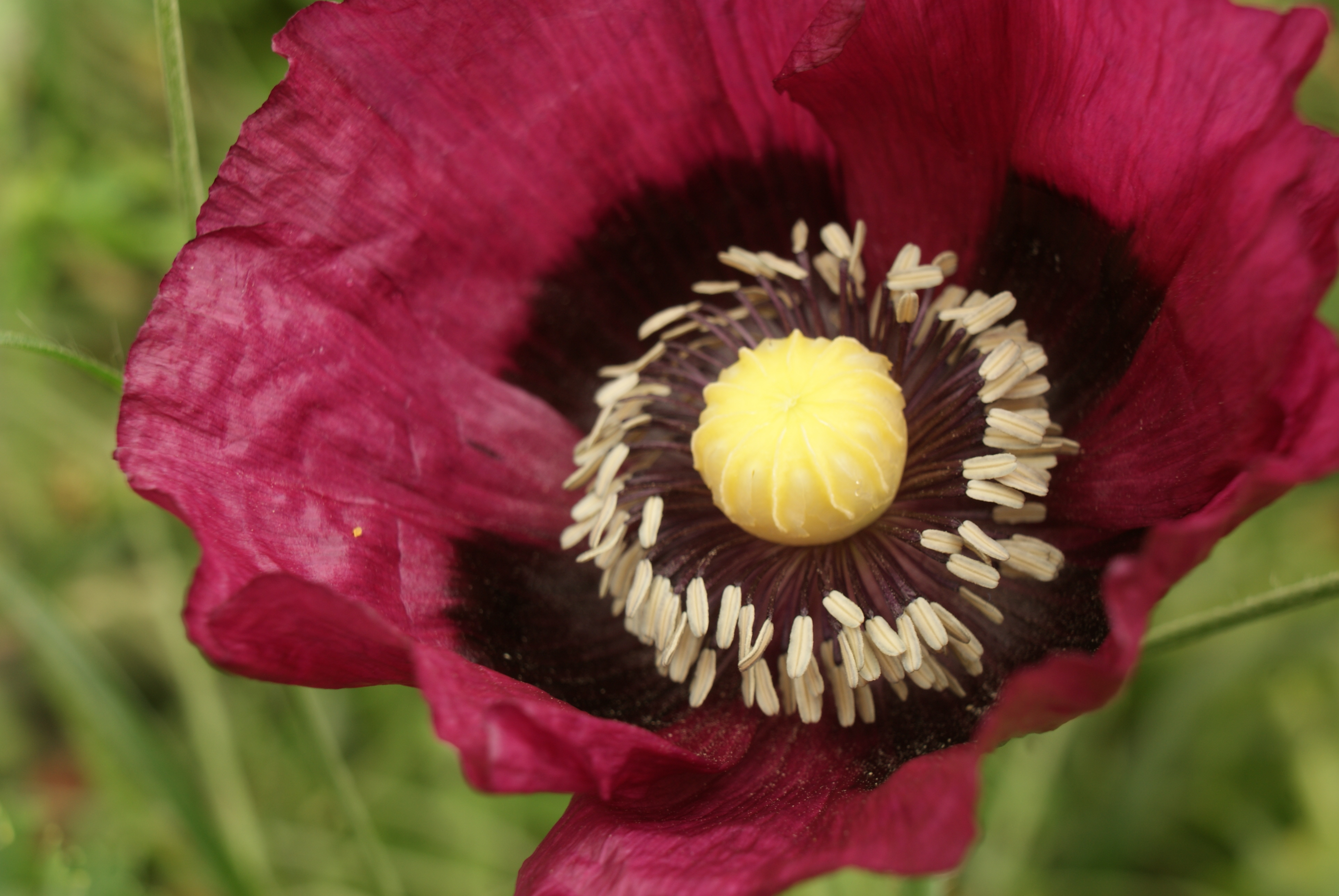 Papaver