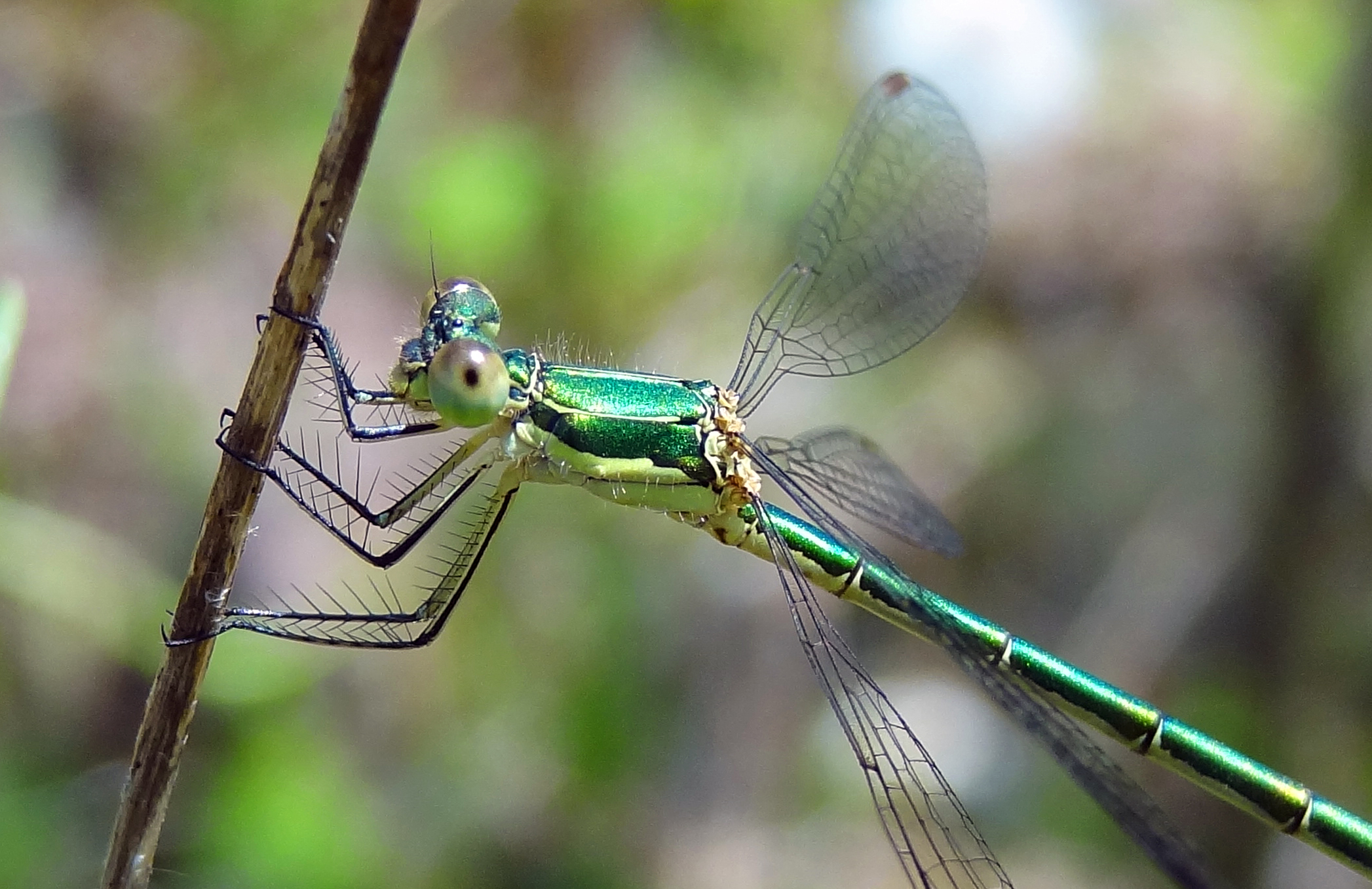 Mooi groen