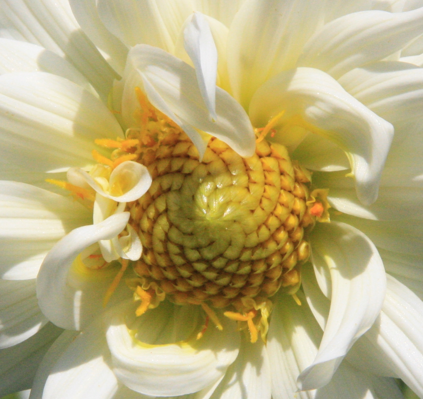 Hart van witte bloem