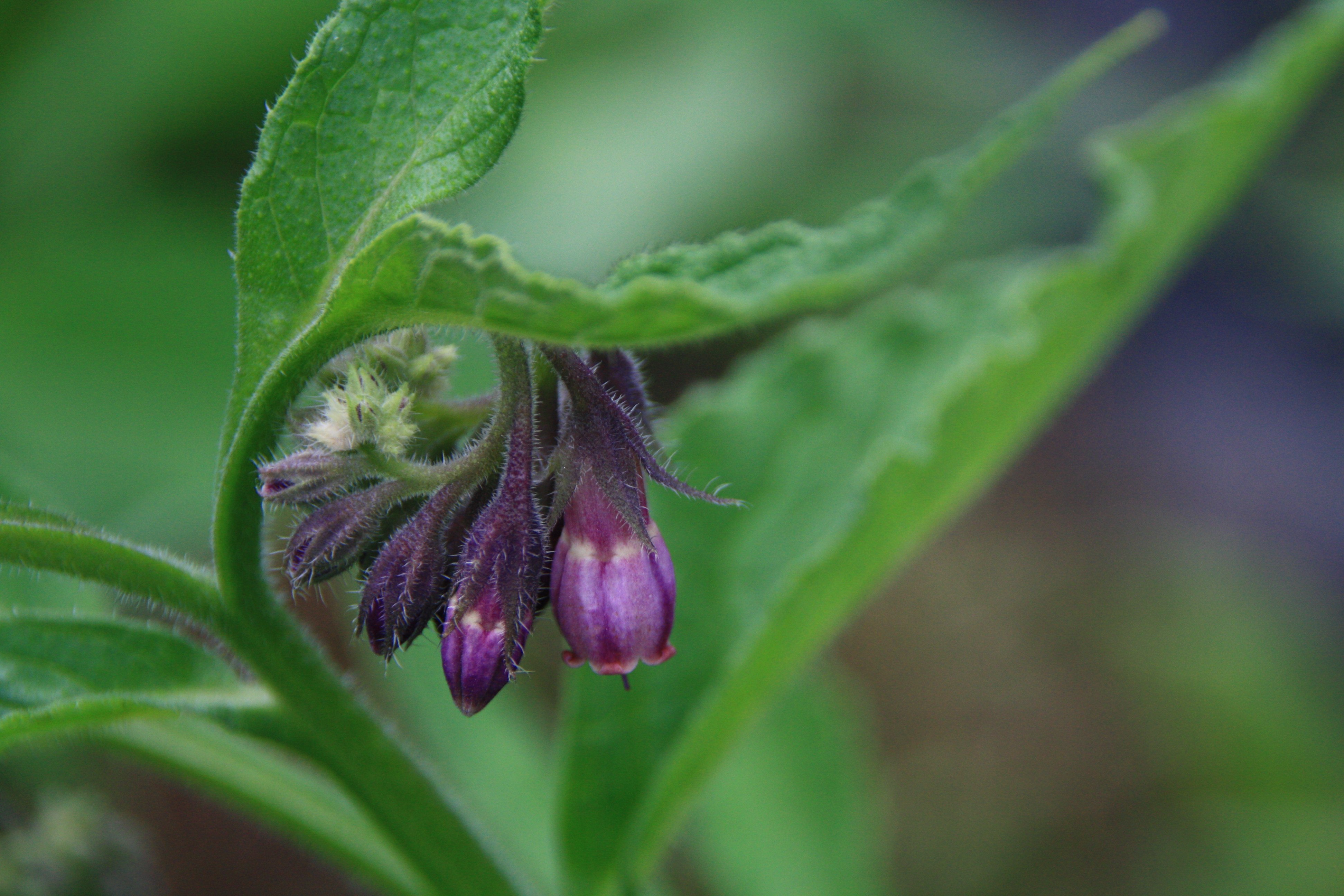 Mooi paars smeerwortel