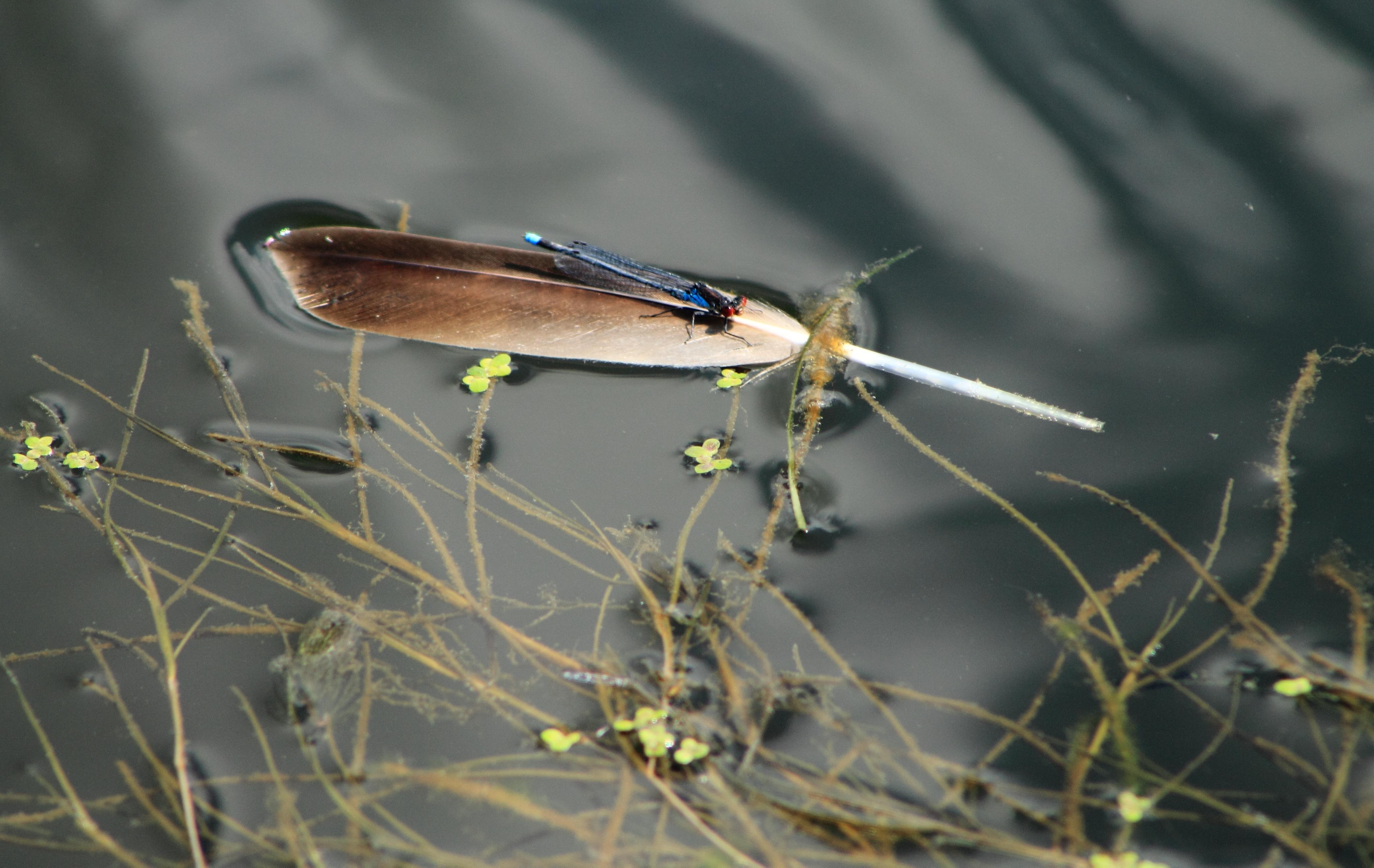 Drijven op een veertje.