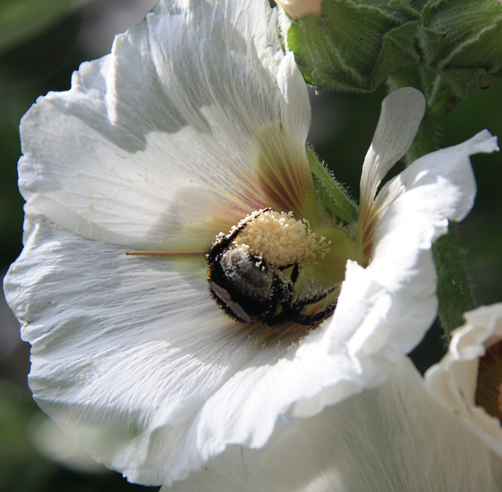 Hommel in Hibiscus
