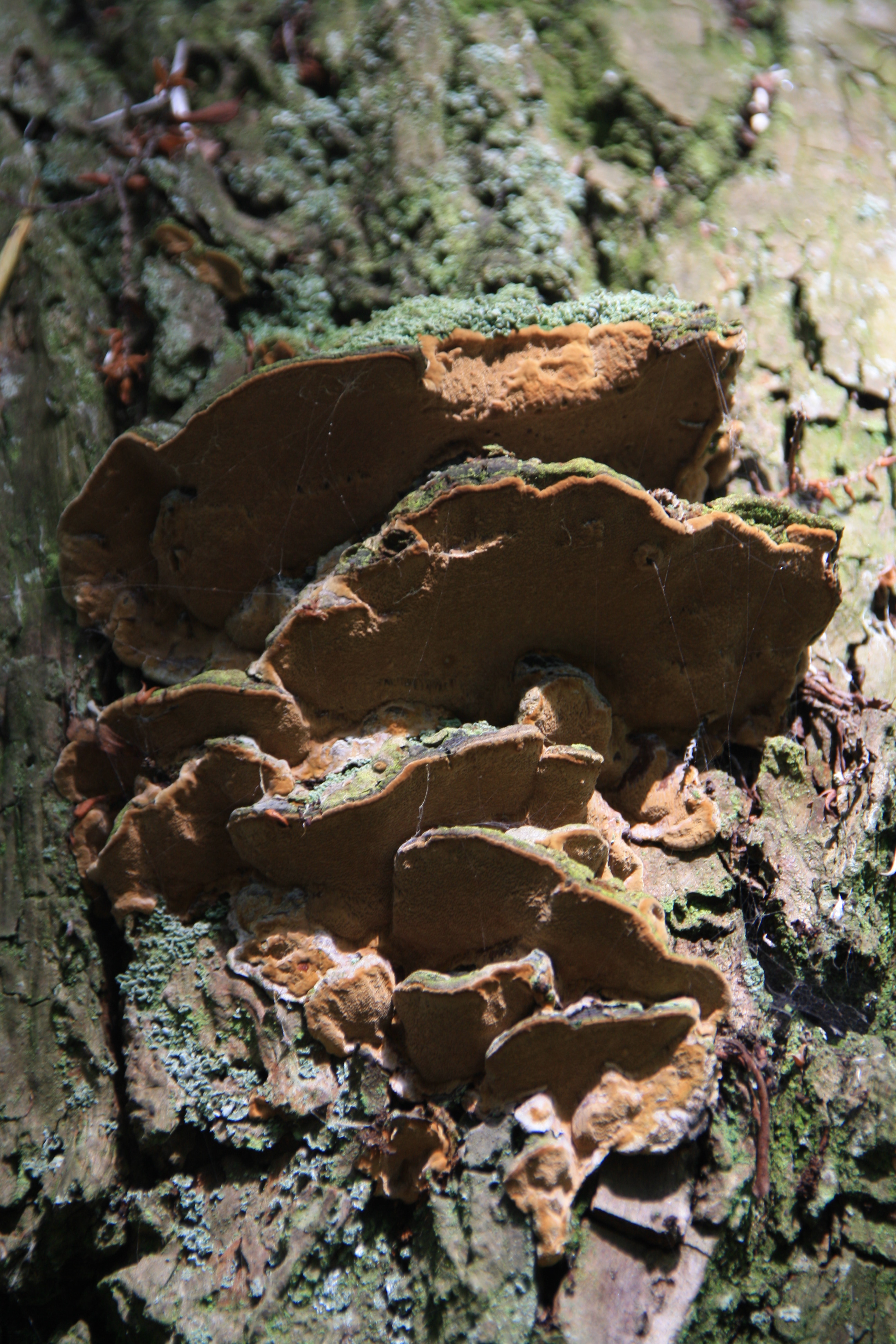 Paddenstoelen