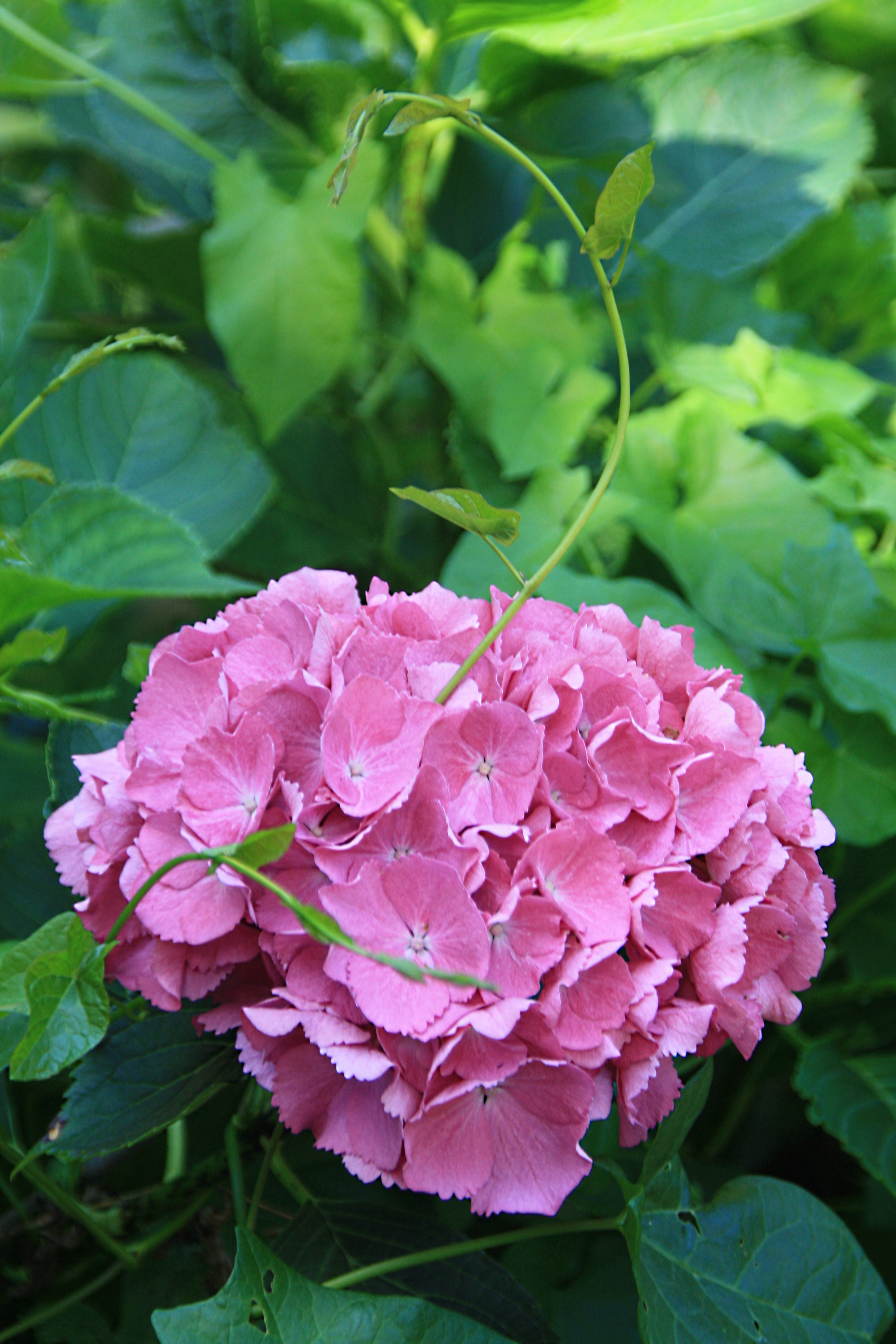 Hortensia met krul