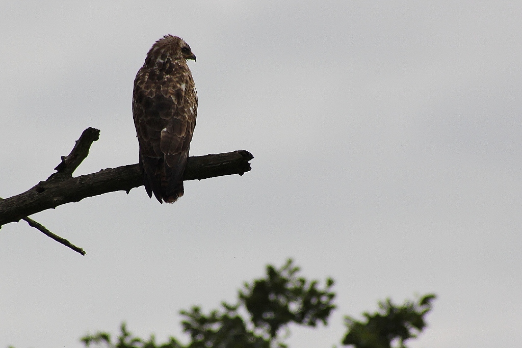 buizerd (2))