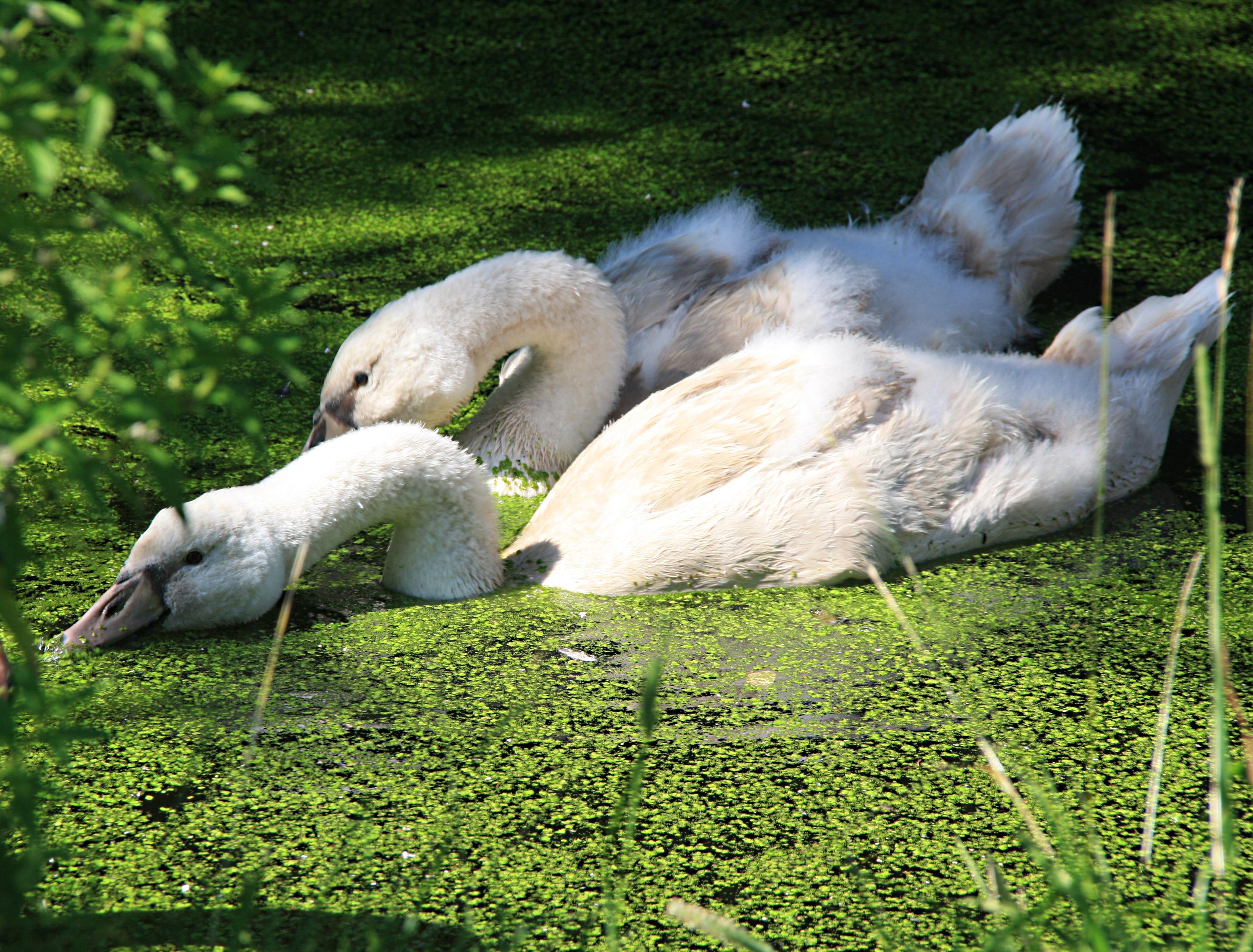 Jonge zwanen worden groot