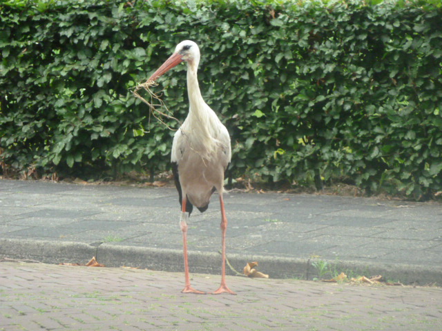 ooievaar maakt...
