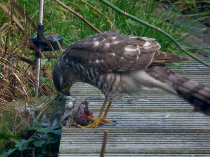 Sperwer met buit