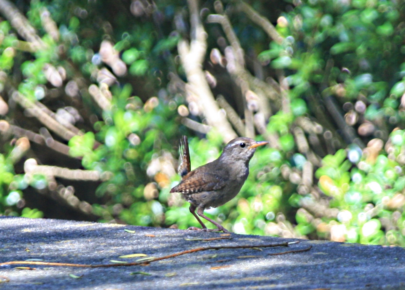 Winterkoninkje in ADHD mode!