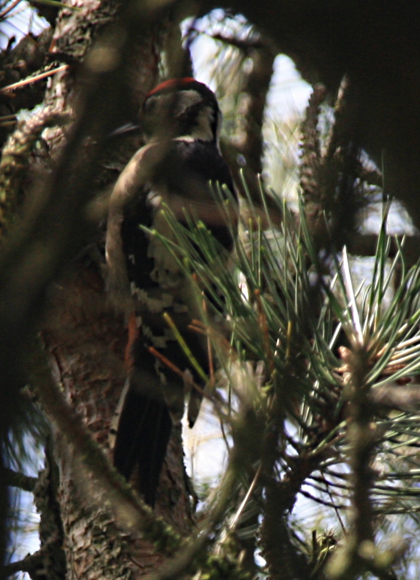 Bonte Specht in Wassenaar