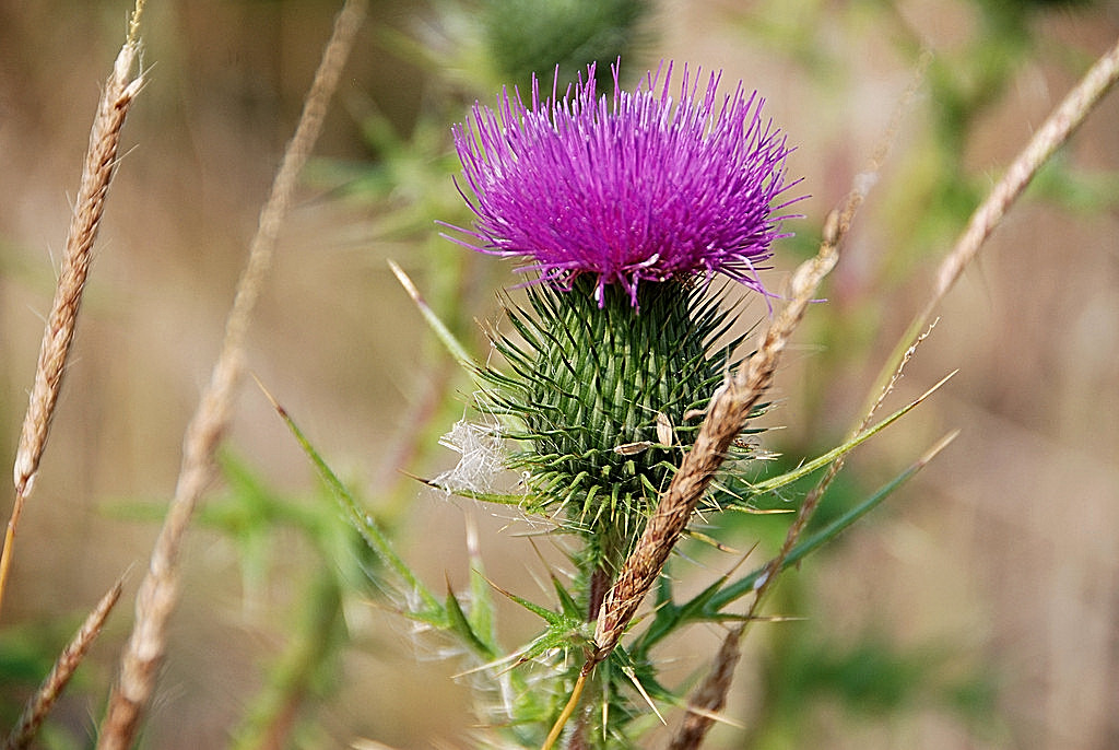 Speerdistel.