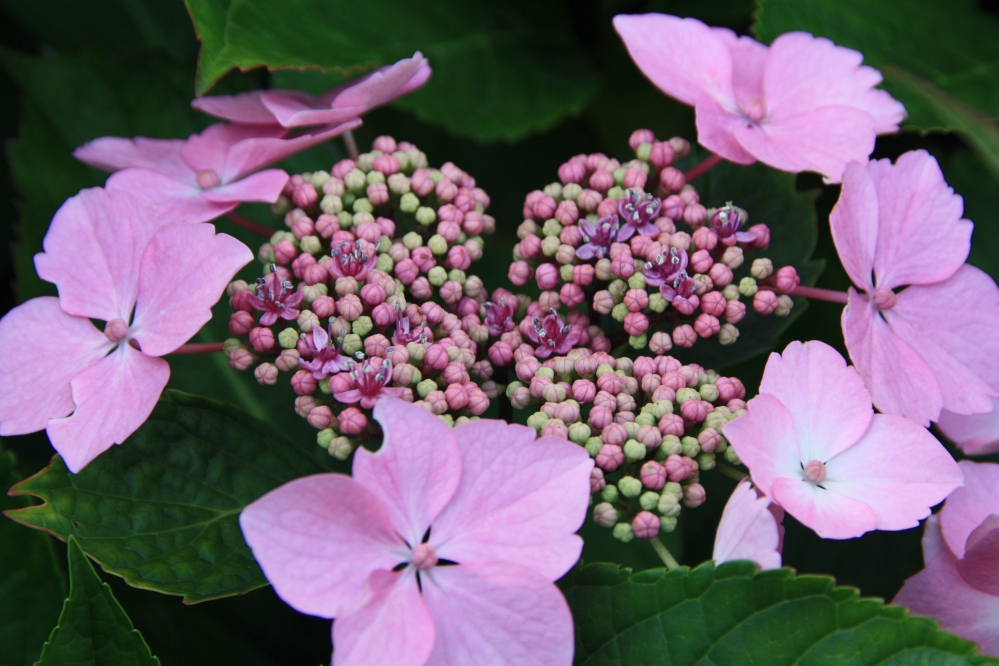 Hortensia in wording