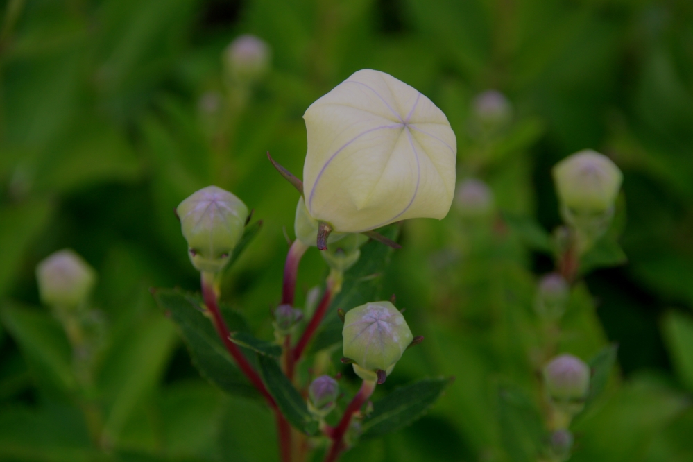 Beeldschone Campanula
