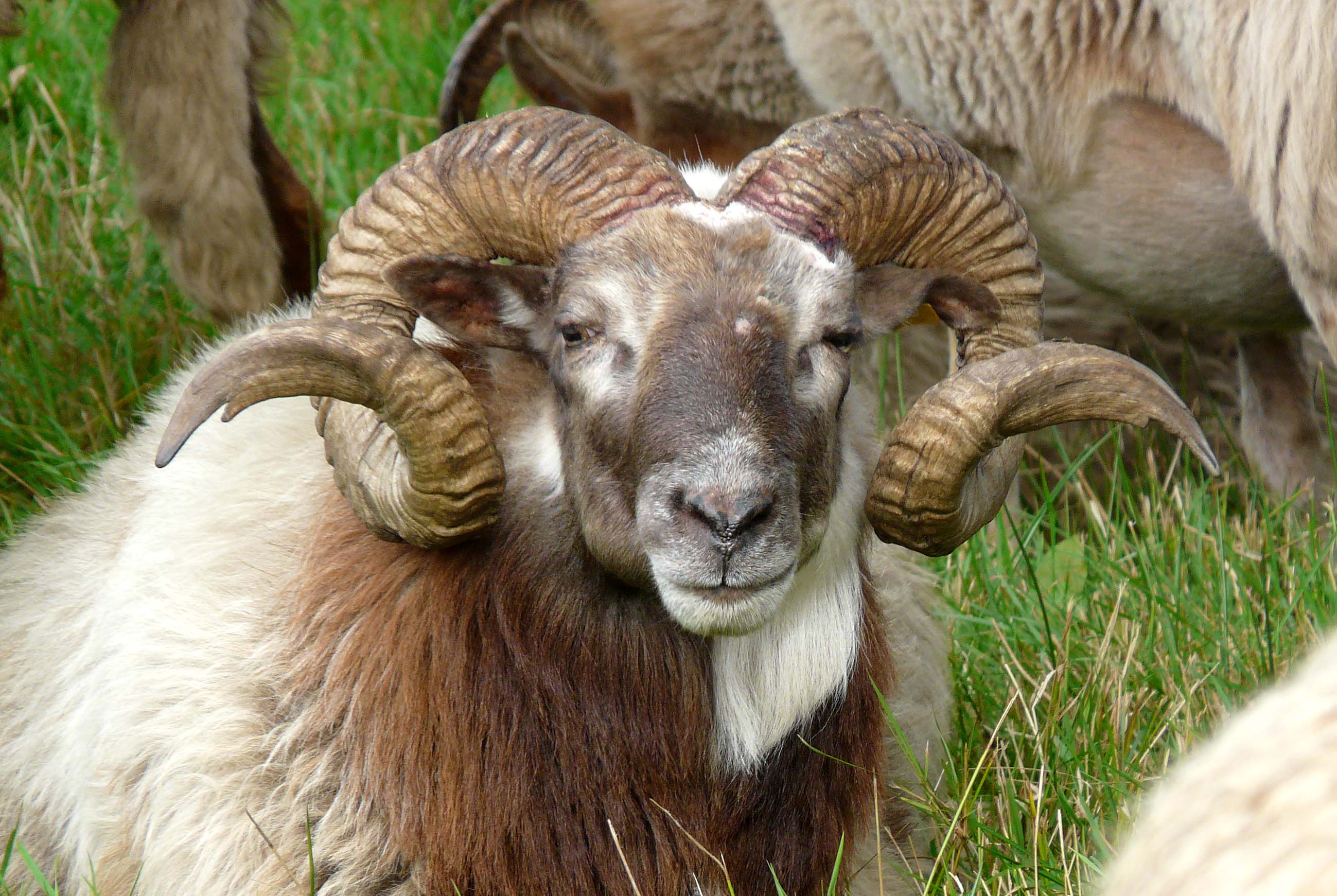 Drents heideschaap ram
