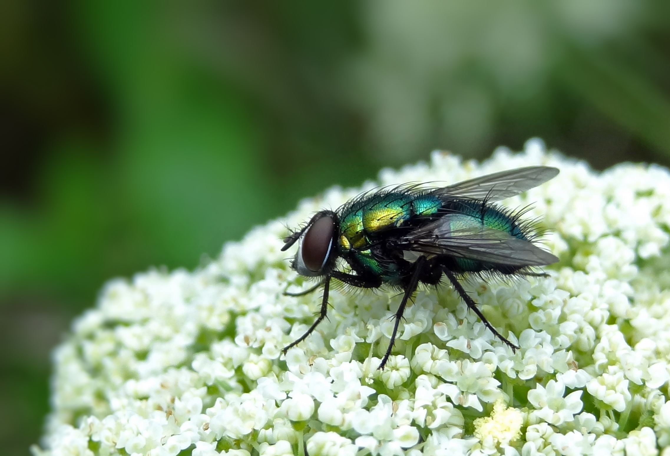 Groene vleesvlieg