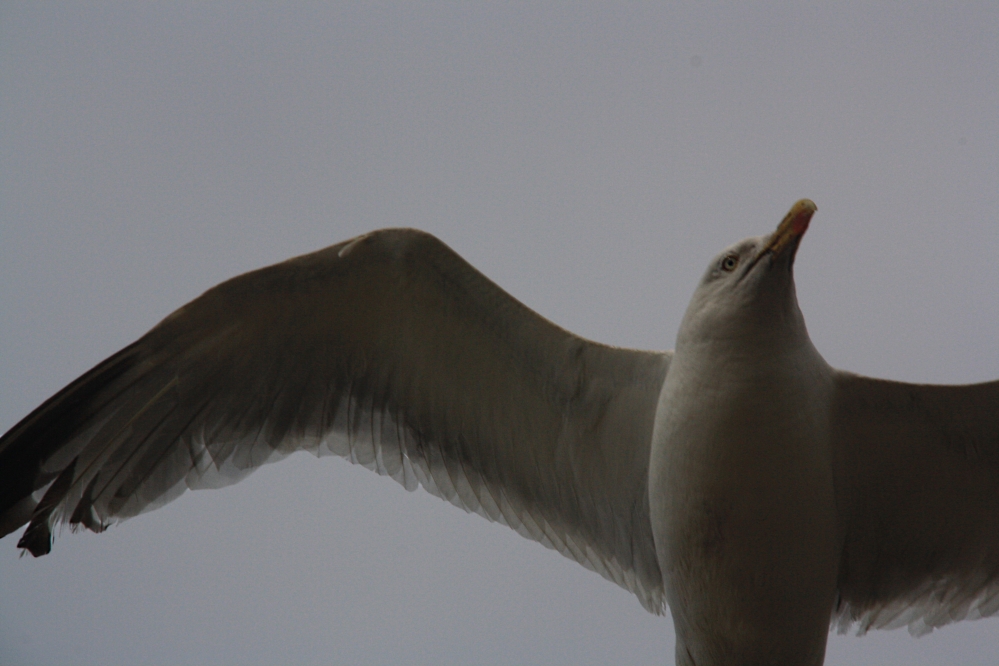 Meeuw die achteruit vloog