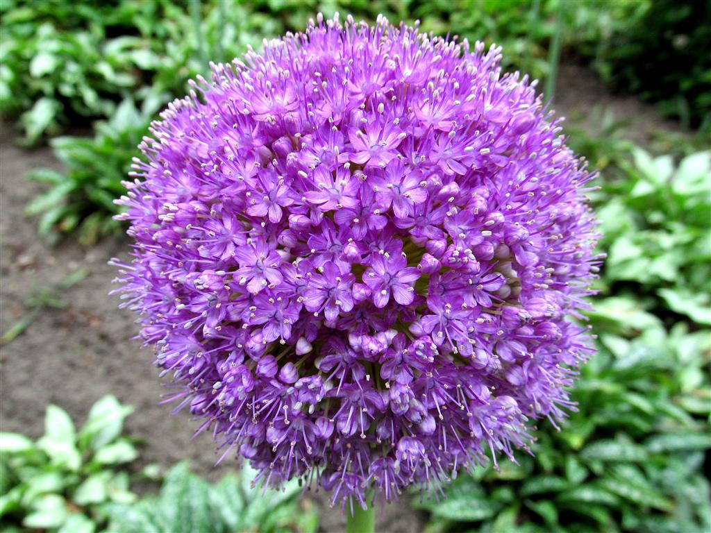 Allium of sierui