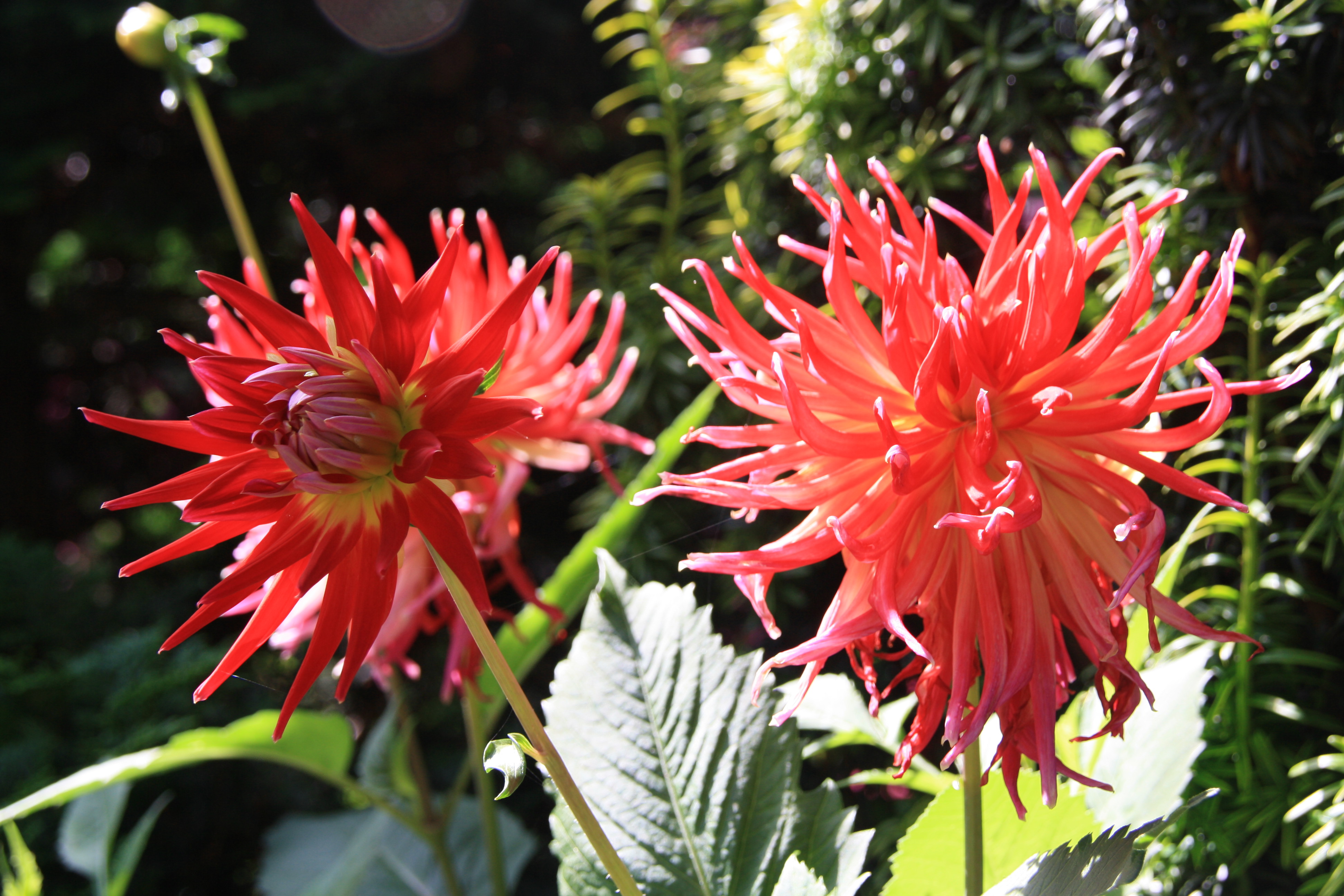 Dahlia's als ik 't goe hep!