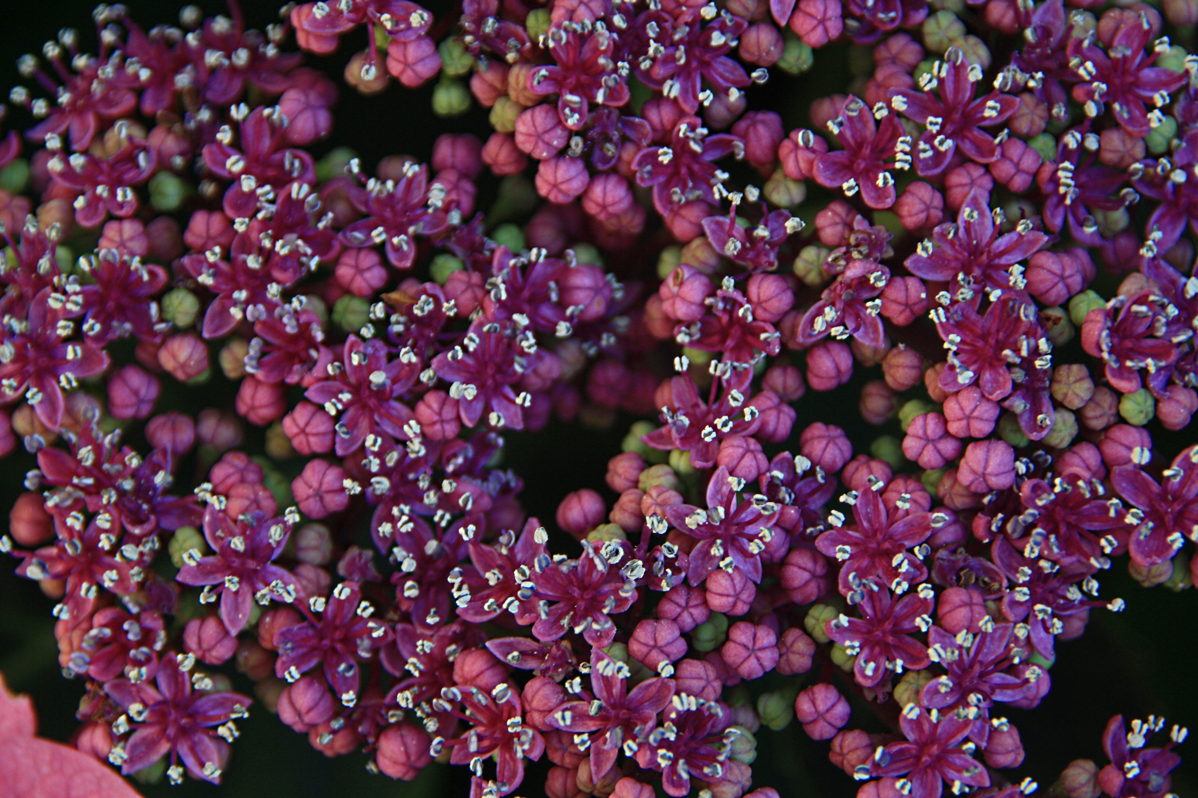 Hortensia in wording