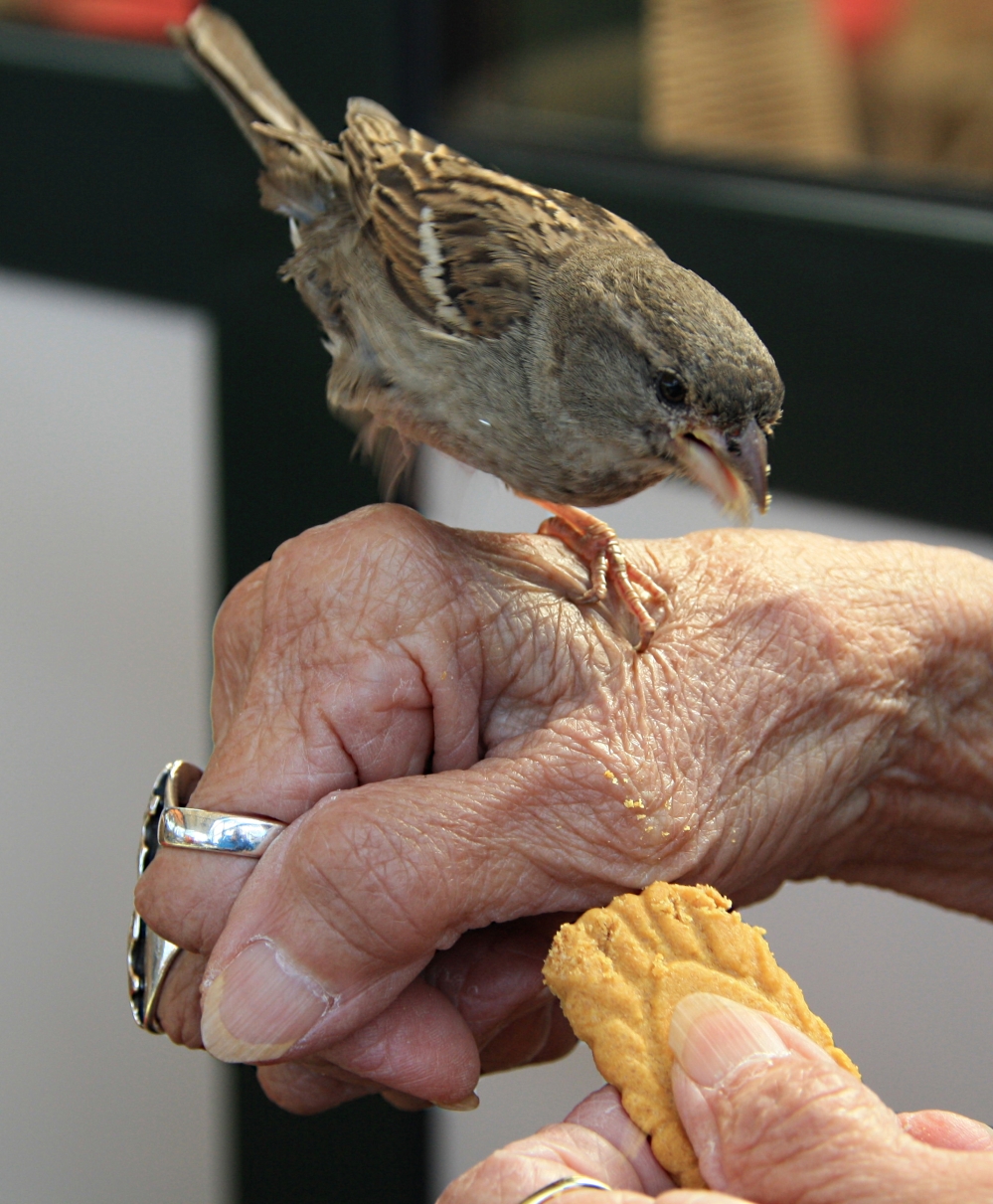 Jonge musje niet bang