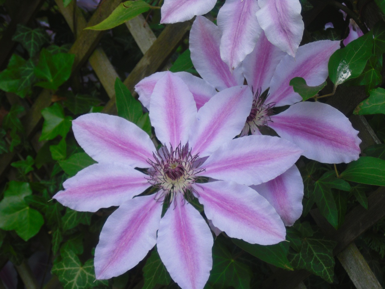 clematis