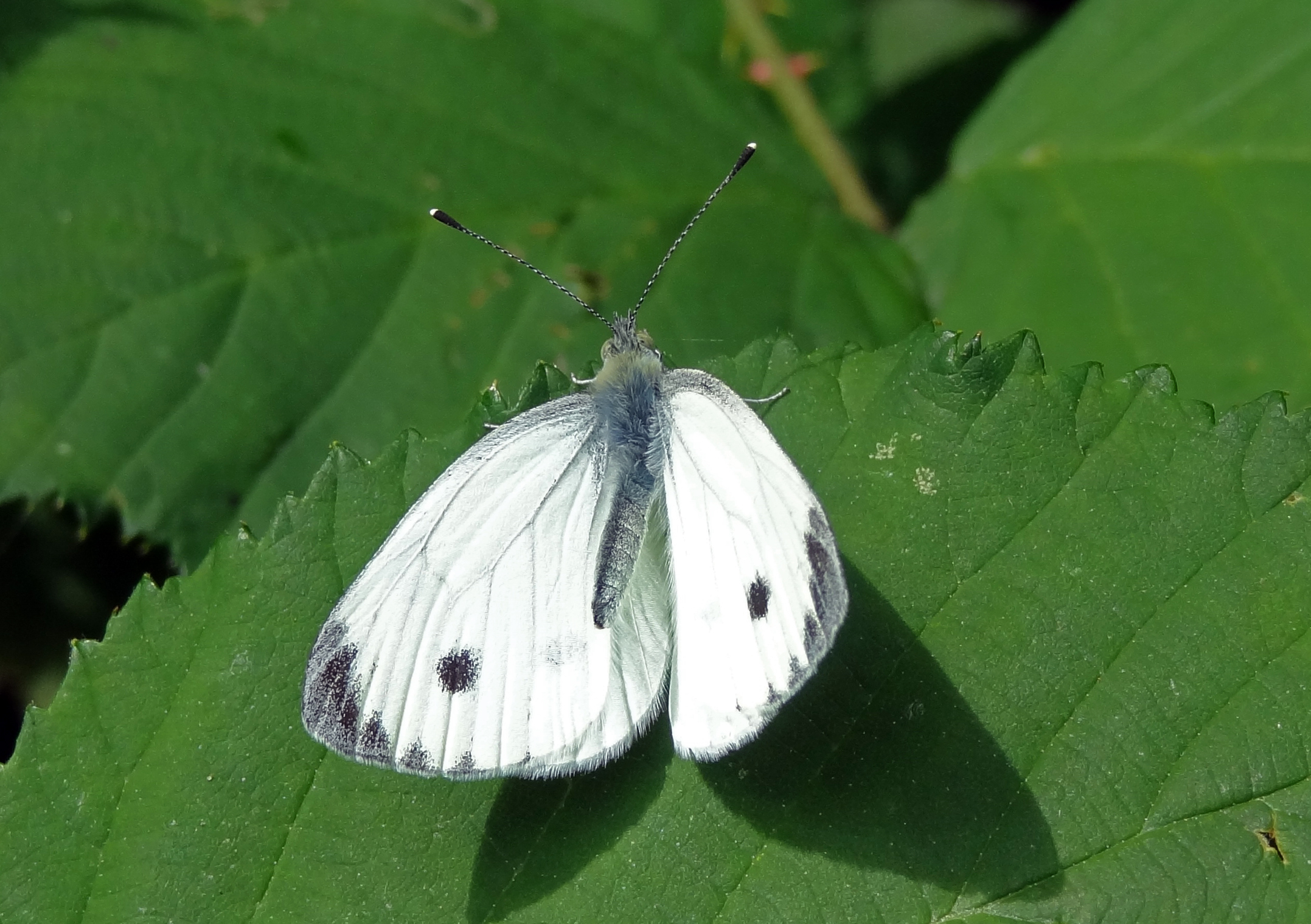 Geaderd witje
