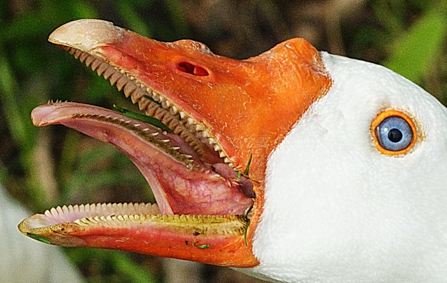 Agressieve boerderijgans.