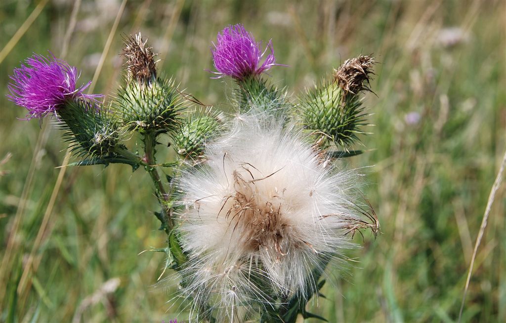 Speerdistel.