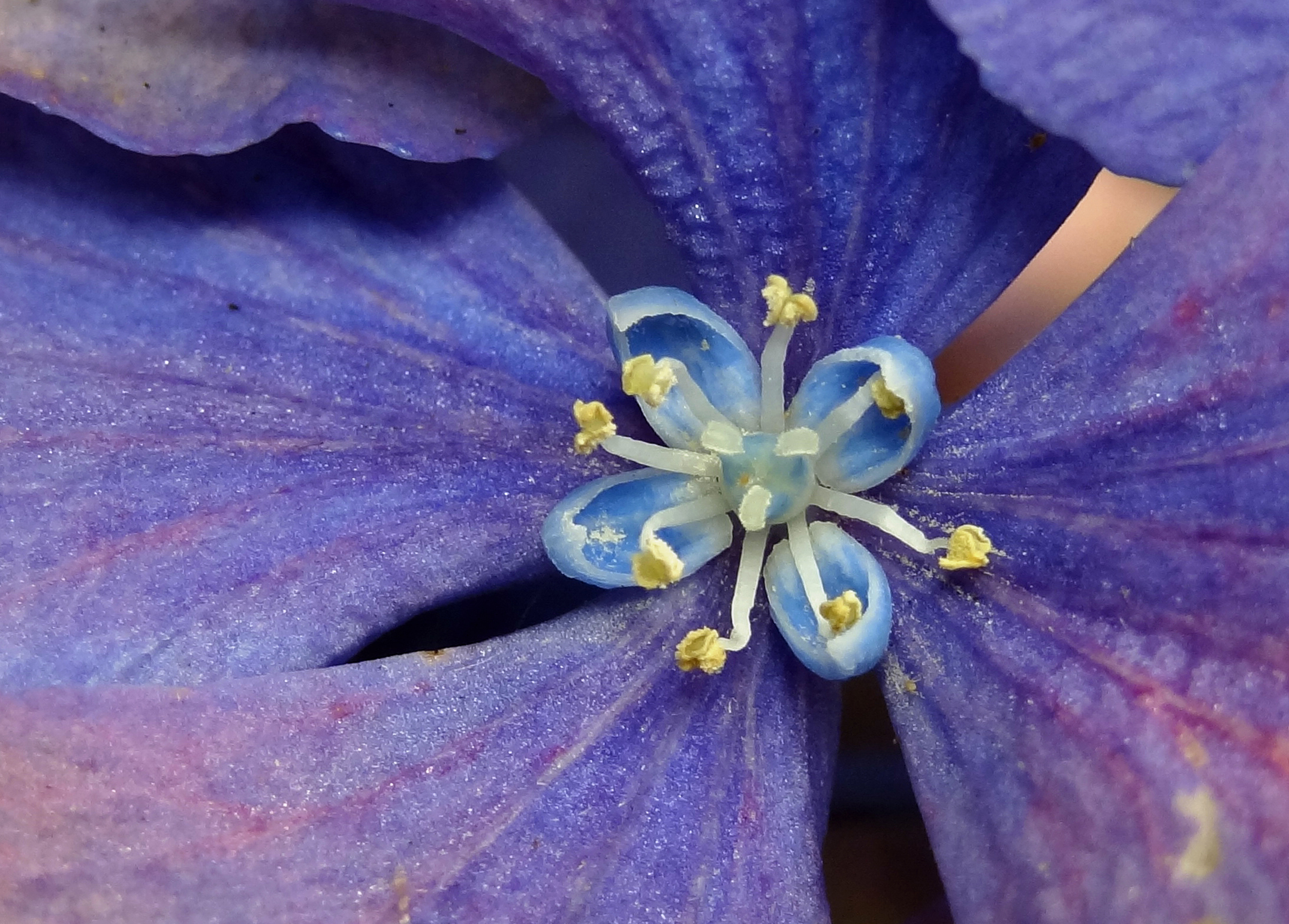 Hart hortensia
