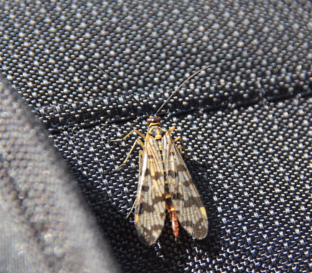 Schorpioenvlieg op m'n fototas